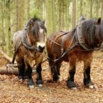 Holzarbeiten mit Pferden