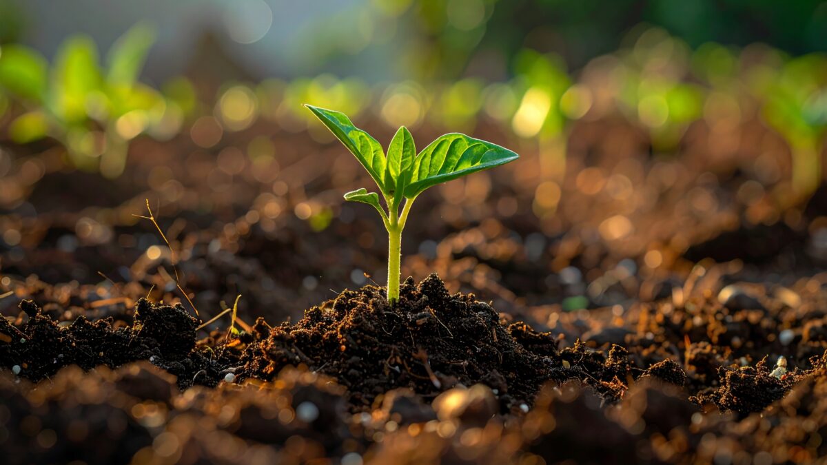 Torffreie Blumenerde: Was gute Erde wirklich enthalten sollte auf konsumguerilla.net